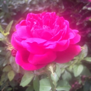 A glowing rose that currently blooms in my garden.