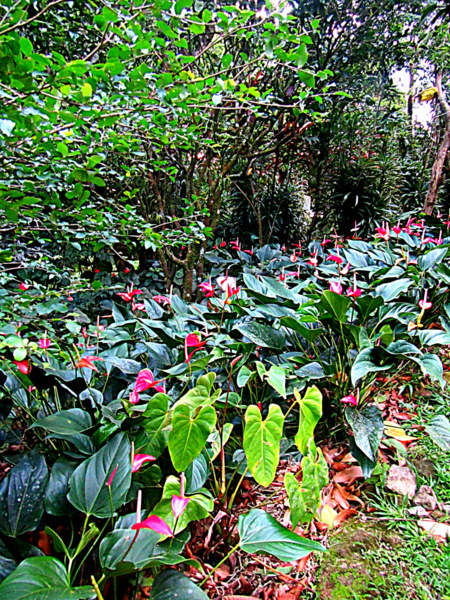 The beautiful Anthuriums with heart shaped flowers and leaves offer a healthy dose of nature love as we enter and depart. Rejuvenation!